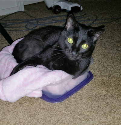/lostandfound/images/lnfpets/original/19145_96315_20180721_185304 2.png